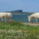 Pasqua a Castelsardo Isola Asinara2